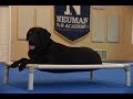 Marvin (Labrador Retriever) Boot Camp Dog Training Demonstration