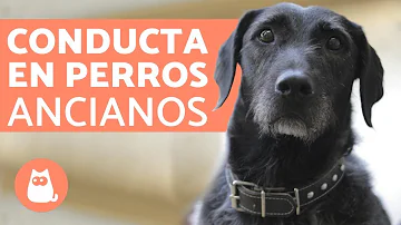 ¿Qué les gusta a los perros senior?