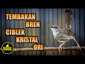 SUARA TEMBAKAN CIBLEK KOMPLIT | CIKRIS GACOR FULL BREN UNTUK PANCINGAN DAN MASTERAN MURAI BATU,KONIN