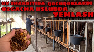 UY SHAROITIDA QOCHQORLARDI OZGACHA USLUBDA YEMLASH VA YAHSHI DAROMAD QILISH