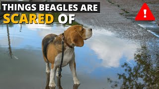 7 Most Common Things Beagles are Scared of and How to Deal with them!