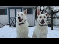 Kempton Dog Trainers||| OLK9 Lehigh Valley ||| 3 Year Old White German Shepherd, Wynter Kempton Dog Trainers||| OLK9 Lehigh Valley ||| 3 Year Old White German Shepherd, Wynter