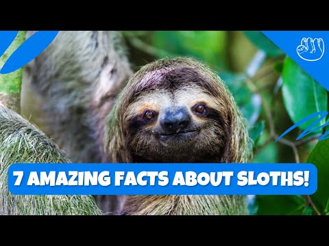 7 Amazing Facts