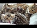 Mother Bengal talking to her Cute Meowing Kittens
