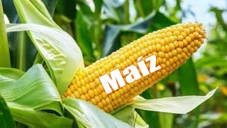 13 BENEFICIOS Y PROPIEDADES Del Maíz
