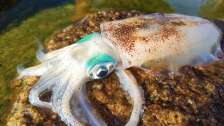 The moon's lowest tide. Seafood flooding into shallow water