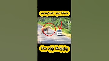 Do not do this for watching wild elephant🫣🐘#shorts #shortvideo #elephant #attack #youtube #reels