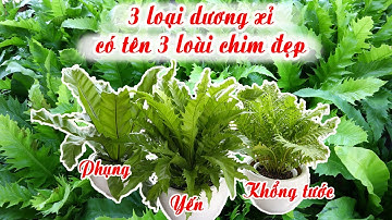 3 Loại Cây Họ Dương Xỉ Mang Tên 3 Loài Chim Cực Đẹp Của Vườn Sài Gòn Hoa
