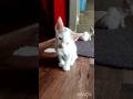 kitten meows 😺❤️#shortvideo #kittenmeowmeow #ytshorts #shortsfeed #kitten #catvideos #cute #kitty