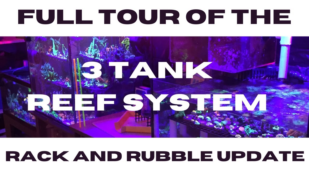 3 TANK REEF SYSTEM - FULL TOUR  (RACK AND RUBBLE UPDATE, DECEMBER 2020)