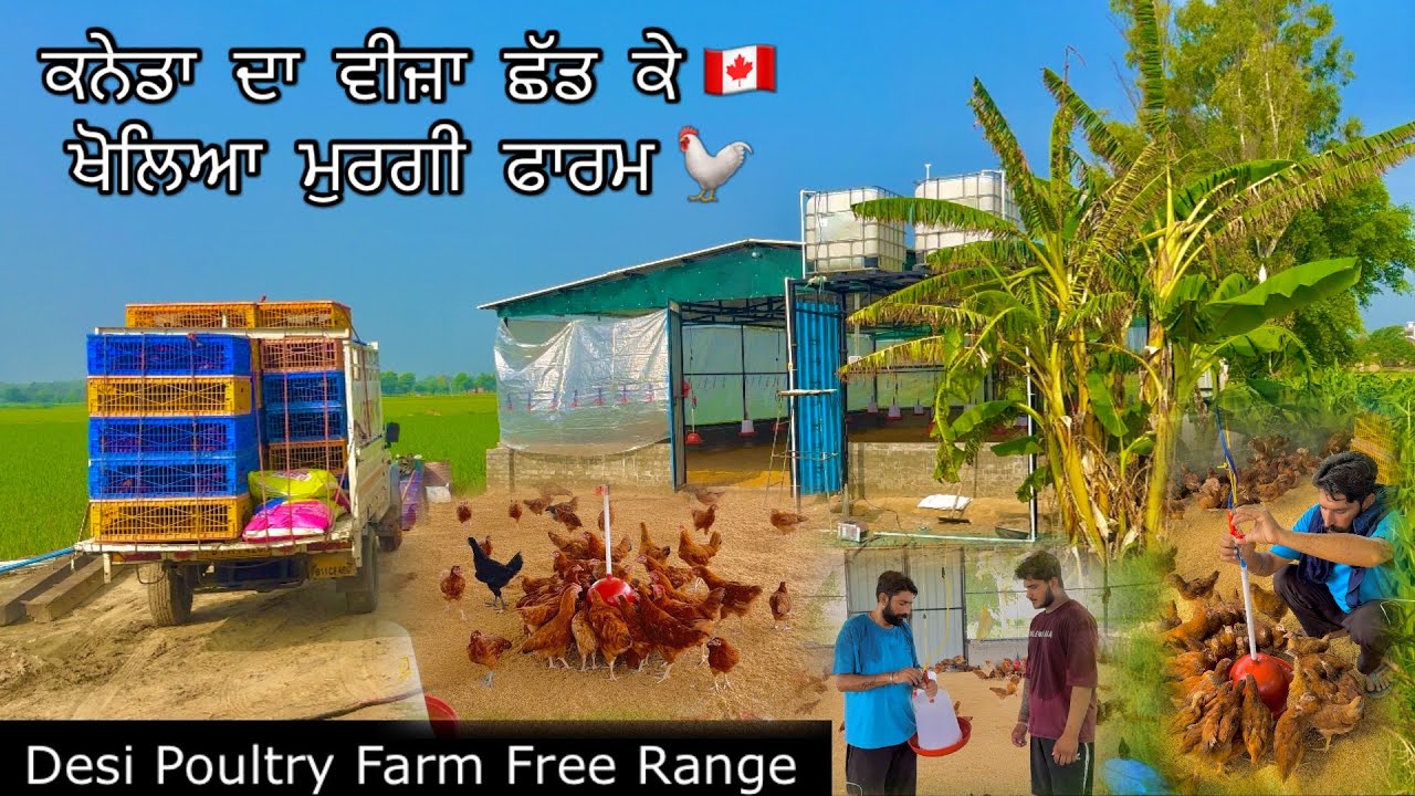 ਕਨੇਡਾ ਦਾ ਵੀਜ਼ਾ ਛੱਡ ਕੇ ਖੋਲਿਆ ਮੁਰਗੀ ਫਾਰਮ ਆਪਣੇ ਯਾਰ ਨੇ 🇨🇦🐓|| Desi Poultry Farm Free Range || #punjabi