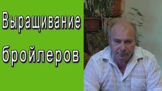 Выращивание бройлера в домашних условиях