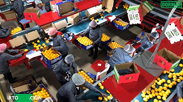 Dormas | Citrus Handling Equipment with Aweta Rollerstar - Ohrpack 2018