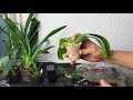 Phalaenopsis ohne Wurzeln retten - Alles über Orchideen #18