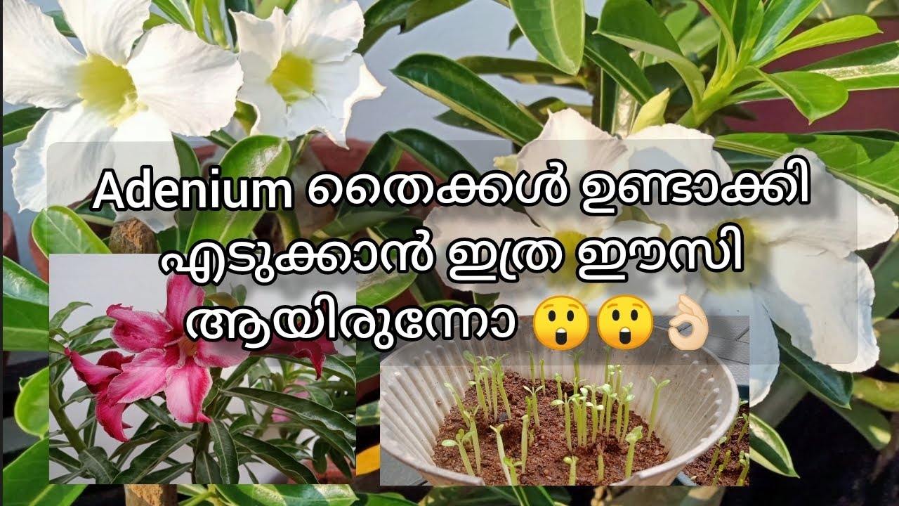 Adenium plant care at home | adenium plant beautifull | plant caring ...