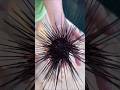 قنفذ البحر كائن قد يختفي قبل أن تعرفه Sea Urchin