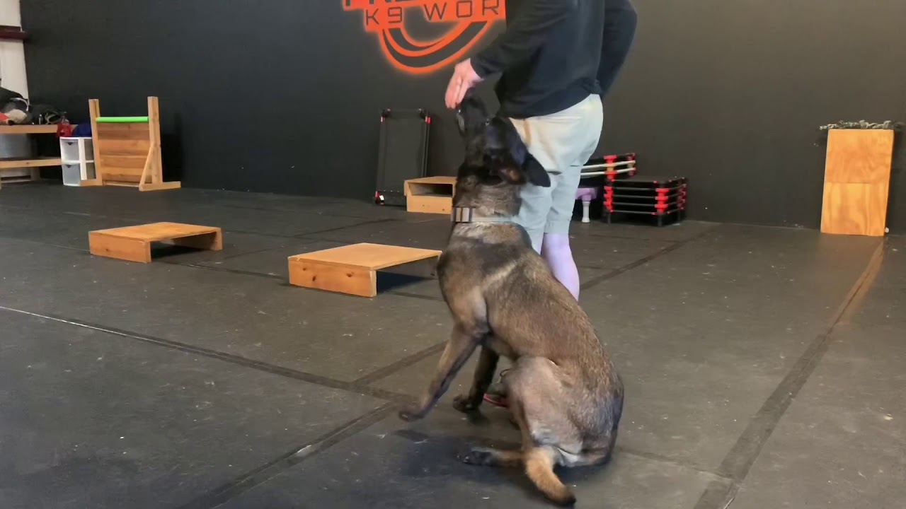 Shaping The Focus Heel Dog Training YouTube shaping-the-focus-heel-dog-training-youtube