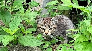 子猫発見。しかし警戒心強く逃げられる