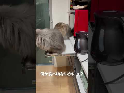 食べ物を探してまた変な所に登るラガマフィン親子　#ラガマフィン #猫のいる暮らし #子猫動画