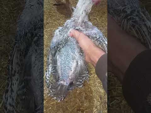 فترة القلش وسقوط الريش وانقطاع انتاج البيض عند الفراخ تربيه الفراخ البيضه في الشتاء تربية