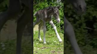 HE’S SO CUTE 🥺💖 || Video credits - @elphick.event.ponies #shorts #foal #baby