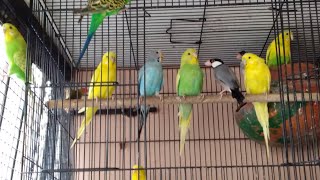 My Birds daily routine   #parrot #birds #finches #youtubeshorts #petshop #petlover #livestream