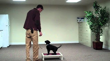 Training with 10 week old lab puppy