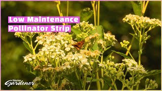 Planting for Pollinators | Volunteer Gardener by Volunteer Gardener 3,135 views 5 days ago 20 minutes