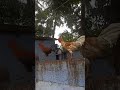 இன்டாகிராம்ல வர பொண்ணுதான் வேணும் #funny_chicken #kozhi_koothugal #comedy #petscomedy #cow #funny