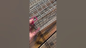 Lift up the Door, Pull Back The Hook - Setting a Tomahawk Live Trap Feral Cat Seres Trap