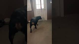 Rottweiler Plays Fetch With Herself