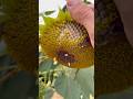 You’ve Never Seen Plants Like This 🙃  #shorts#coolscience#naturelovers #gardenlife #didyouknow