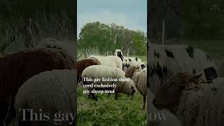 This gay fashion show used exclusively gay sheep wool