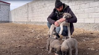 Küçük Eni̇k Bozo Büyük Eni̇ğe Kafa Tutuyor Fragman