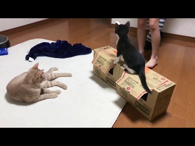 箱と娘と猫と子ねこ　　A box and a daughter and a cat and kittens