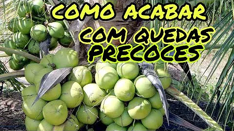 O que faz coco cair?