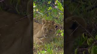 Baby lions in Masai Mara