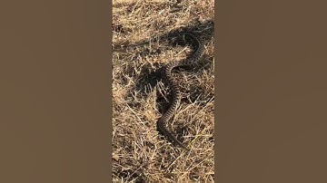 Gorgeous Gopher Snake!#shortsvideo #shorts #short