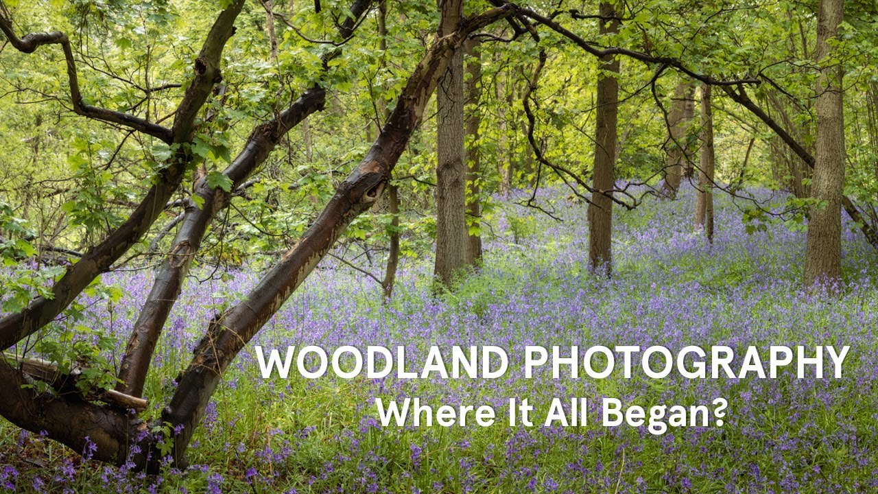 WOODLAND PHOTOGRAPHY: Bluebells On A Rainy Day