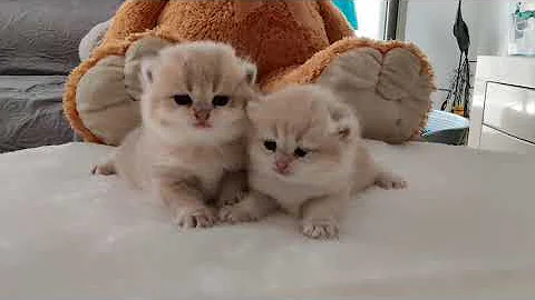 Watch the video about Amazing British kittens in #esmaralduscattery 😽😽😴 #cats #catsofinstagram #cat #of #catstagram