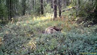 Медведь в ягоднике. Видео Кандалакшского заповедника