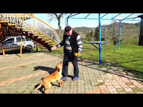 მარკუშა