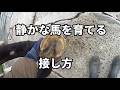 馬の気持ちを理解して、じっと静かな馬を育てる接し方【乗馬・馬術】【HorseCommunicationJapan】
