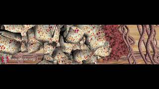 HLCC cell signaling video