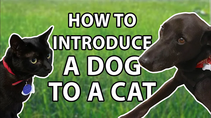 How To Introduce a New Dog to Your Resident Cat in 5 Steps | Three Legged Lab Dog Vlog