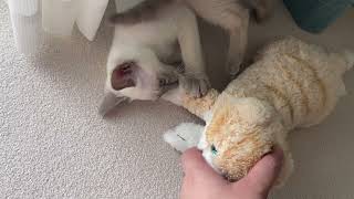 【tonkinese】cat fight aloneトンキニーズ