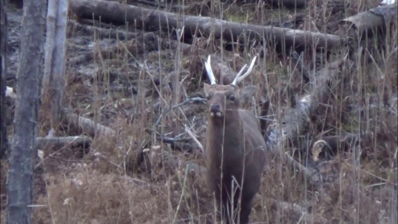 Maryland Sika Deer Buck Close up Hvy 5pt YouTube