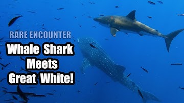 Great White Shark & Whale Shark Together in Rare Encounter!