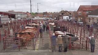 Malton Livestock Market   4th May 2018