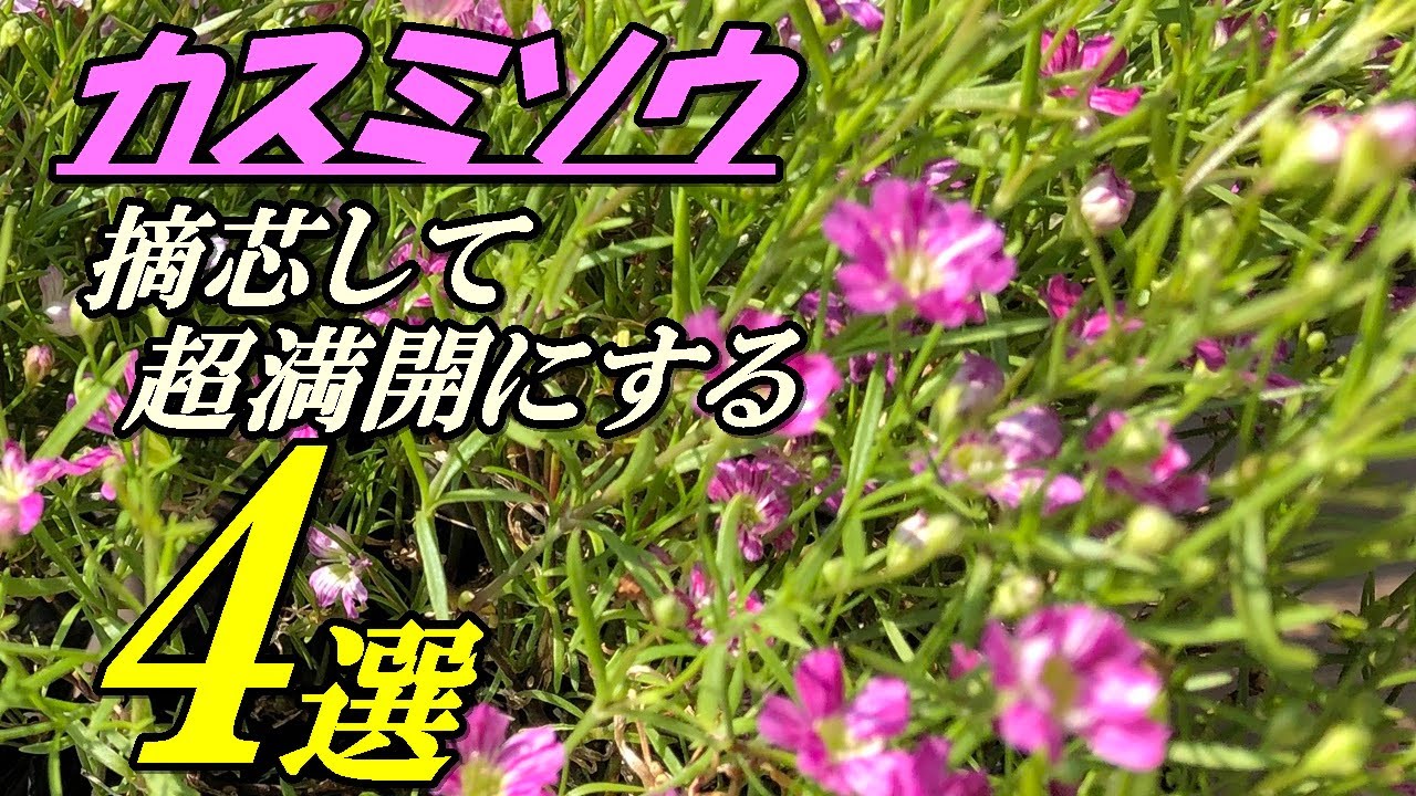 花 カスミソウの育て方 摘芯 Youtube